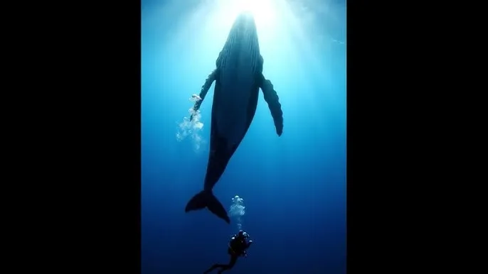老司机带带我免费看 - 深蓝星球：探索海洋深处的未知世界